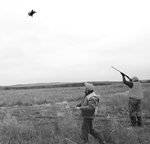 SWshotguns4 This bird, flushed by the dog, appeared to go straight up. Author shot, and he was then on his way down. This is why it was good to have someone with a camera who was not hunting.