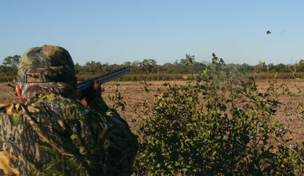 WingshootingMistakes-2 Since the rear sight on a shotgun is the shooter’s eyes, and a proper gun fit allows the gun to shoot where the shooter is looking, it is important to bring the gun to your face and focus on the target through the beads on the gun.