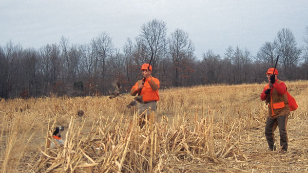 WingshootingMistakes-7 When more than one bird is presented in the kill zone, like here with this covey rise, you must choose your target one at a time. There’s always more time than you think.