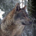 Michigan residents cite protection from wolves as top reason for concealed carry.