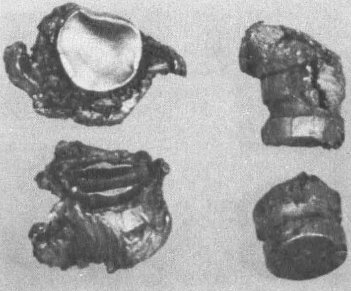 ElmerKeith44Mag-5 Left, two Remington 44 Magnum bullets found in necks of a big steer and a 1400-Ib. cow. Right, two Keith 250-gr. Markell-cast bullets (backed by 22 grs. of No. 2400 powder) taken from necks of two large cows. Skulls were completely penetrated.