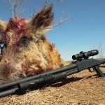 Mossberg 500 Tactical for hog hunting.