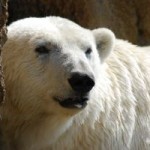 Canada needs polar bear guns