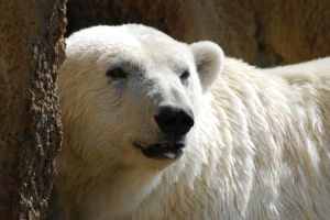 Polar Bear Gun Canada needs polar bear guns