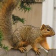 squirrel