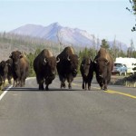 A wonderful sight for tourists, the Yellowstone bison herd is once again at numbers that need to be cut back.